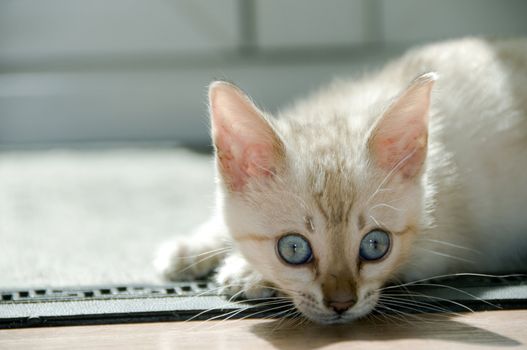 A snowy bengal kitten playing on the floor