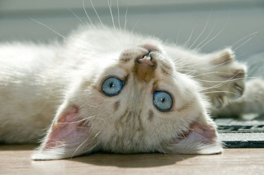 A snowy bengal kitten playing on the floor