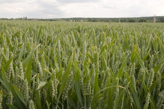 A close up view of wheat in the field