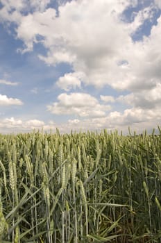 A close up view of wheat in the field