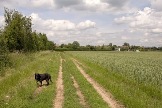 A black dog walking in a field