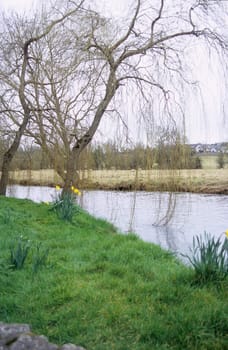 Daffodills bloom near a weeping willow tree during the Irish spring.
