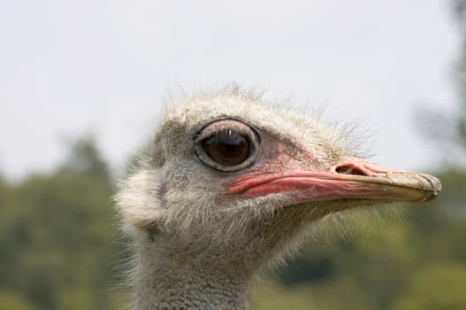 A portrait of an Ostrich with background out of focus