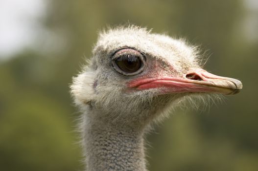 A portrait of an Ostrich with background out of focus