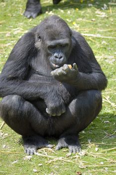 A lowland Gorilla in a Wildlife Park