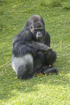 A silverback gorilla at feeding time in a zoo