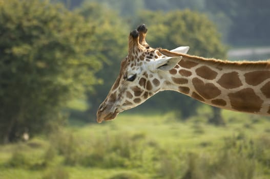 A Giraffe portrait with head and long neck