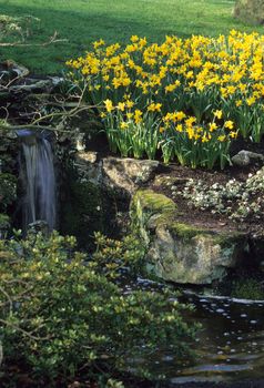 Daffodils in a rock garden beside a waterfall blooming early in spring, Keukenhof Gardens, Lisse, the Netherlands.