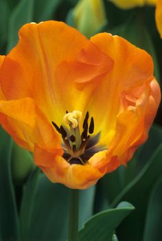 Detail of an orange tulip blooming early in spring, Keukenhof Gardens, Lisse, the Netherlands.
