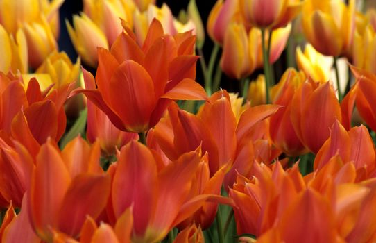 Orange tulips blooming early in spring, Keukenhof Gardens, Lisse, the Netherlands.