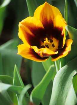 Detail of a yellow tulip blooming early in spring, Keukenhof Gardens, Lisse, the Netherlands.