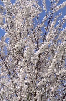 A fruit tree blooming early in spring, Keukenhof Gardens, Lisse, the Netherlands.