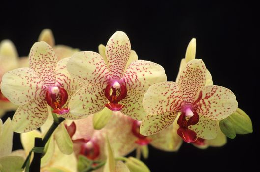 A trio of delicate phalaenopsis orchids, Keukenhof Gardens, Lisse, the Netherlands. 