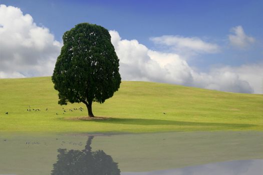 Solitary tree with birds in Spring Landscape in Korea with nice clouds