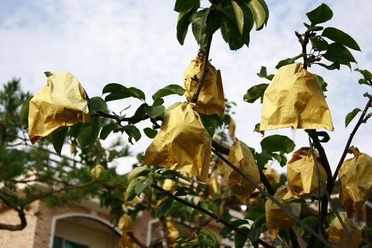 Pears Plantation with fruits wrapped with paper to protect from insect