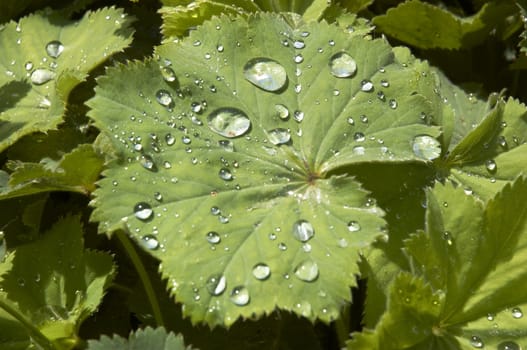 Rian drops on the leaf of a Lady's Mantle