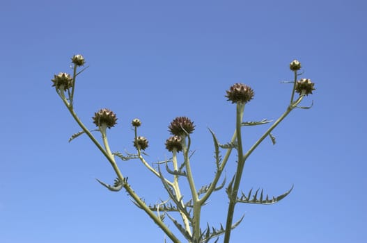 A cardoon with a clear blue sky background