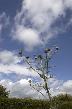 A cardoon and a lalandii headge with a clear blue sky background