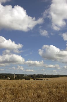 A field of Wheat in summer just before the harvest