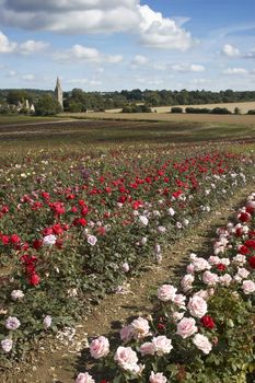 A feild of roses on a rose nursery,with a church in the background