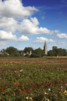 A feild of roses on a rose nursery,with a church in the background