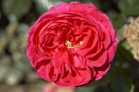 An English Red Rose outdoors on the bush