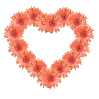 Gerber flowers forming a heart, isolated on white background.