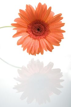 Gerber flower with reflection isolated on white background.