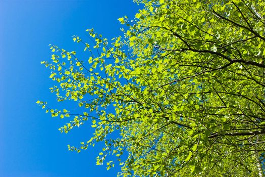 Fresh foliage of birch tree against clear blue sky at spring