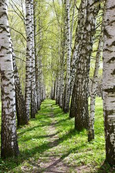 Birch-tree alley at sunny spring park