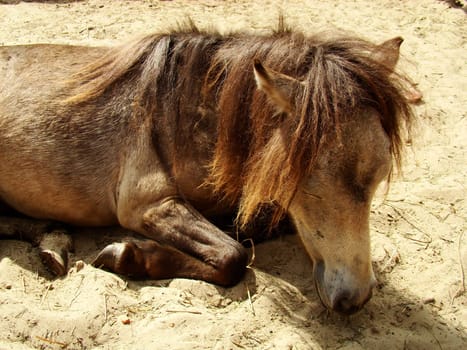 The horse has a rest sleeps on sand   