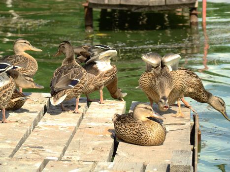 The ducks have a rest on the sun. An alive nature     