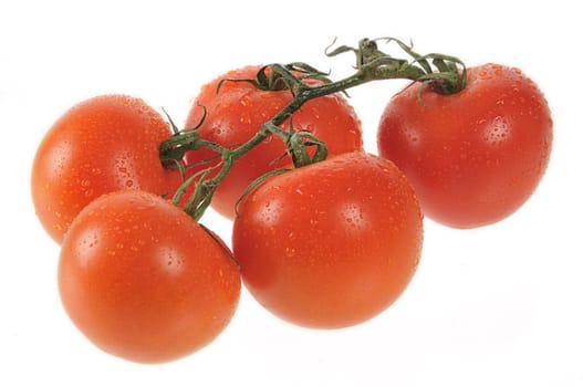 fresh five red tomatos with drops of water isolated on white