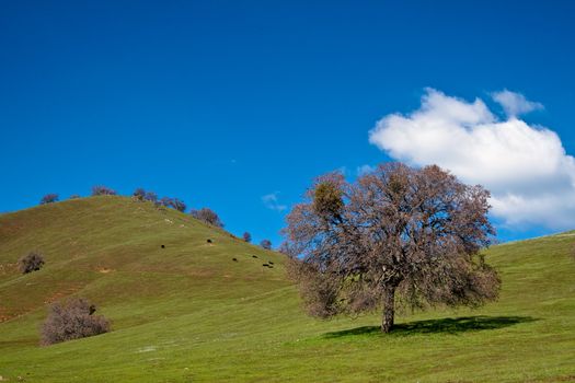 Undulating green hills in spring with several trees and a cloud against a brilliant blue sky