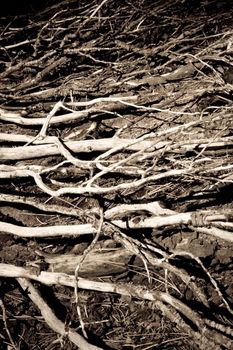 Lines of decaying tree branches in burnt section of forest
