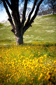 Leafless tree sitting in middle of field where yellow and white wild flowers grow, focus on tree