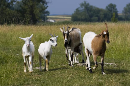 Funny herd of goats walking across the meadow