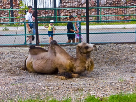 The image of a laying camel .