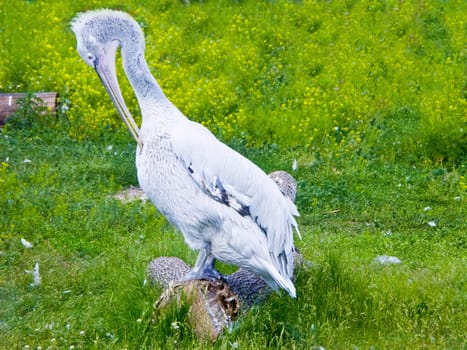  The image of the pelican cleaning the feathers