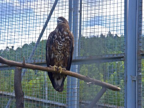 The image of the bird of prey sitting in an open-air cage