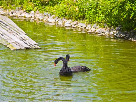 The image of the black swans floating in a pond