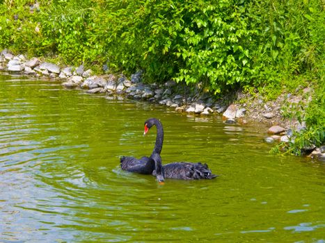 The image of the black swans floating in a pond