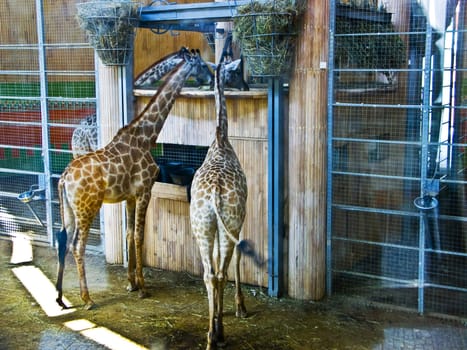 The image of the giraffes photographed through glass of an open-air cage