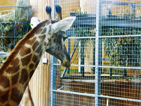 The image of a head of the giraffe photographed through glass of an open-air cage