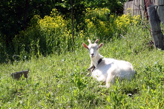 white goat lying on green field