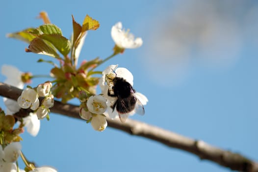 A macro image of a bumblebee drinking nectar from a cherry blossom.
