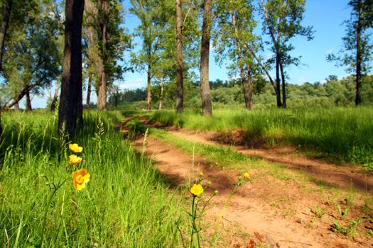 small yellow flowers near forest road