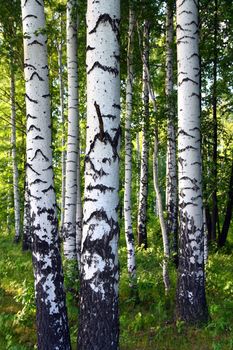 russian summer birch woods