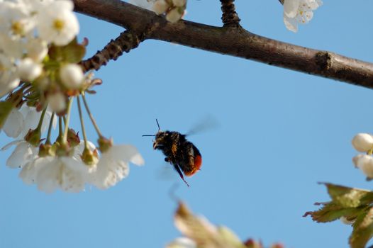 1:1 macro shot of a bumblebee, aiming for a cherry blossom, flozen in mid-flight.
