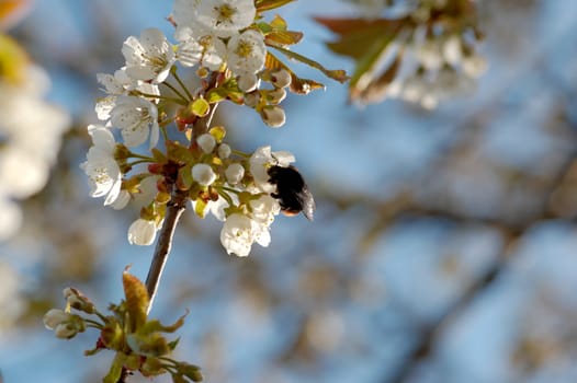 A macro image of a bumblebee drinking nectar from a cherry blossom.
